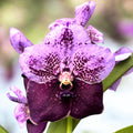 Vanda Two Tone Lavander (ANSU)