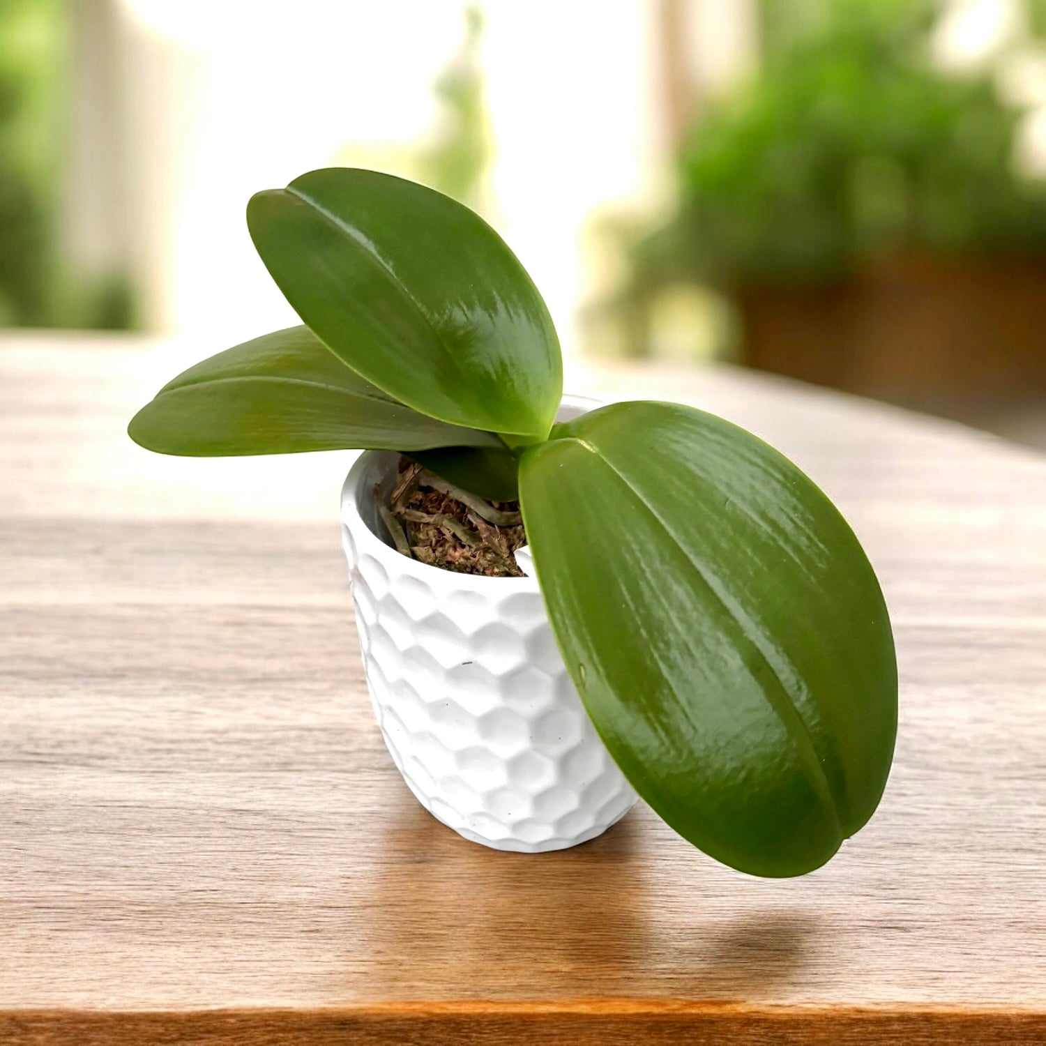 Phalaenopsis Mituo King 'Sun' - flori cerate parfumate