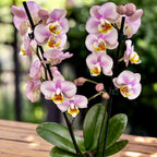 Phalaenopsis Carola (frunze marmorate)