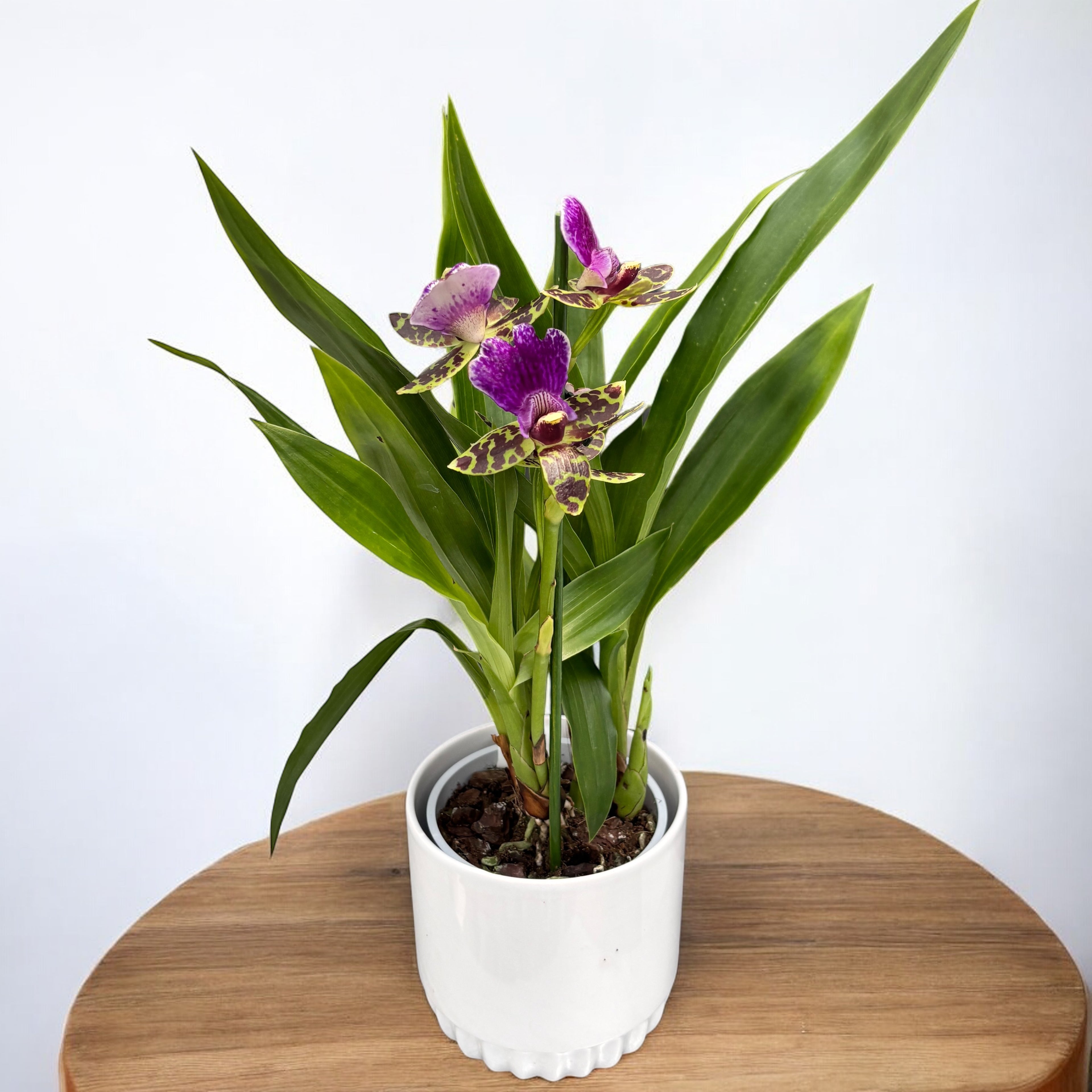 Ζυγοπέταλο Τιτανικός - αρωματικά λουλούδια