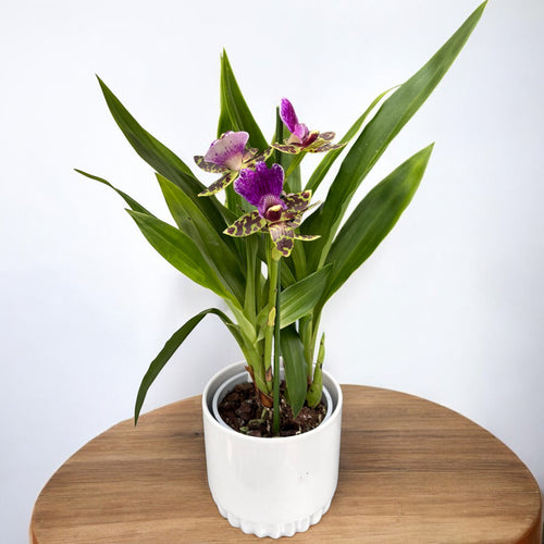 Zygopetalum Titanic - illatos virágok