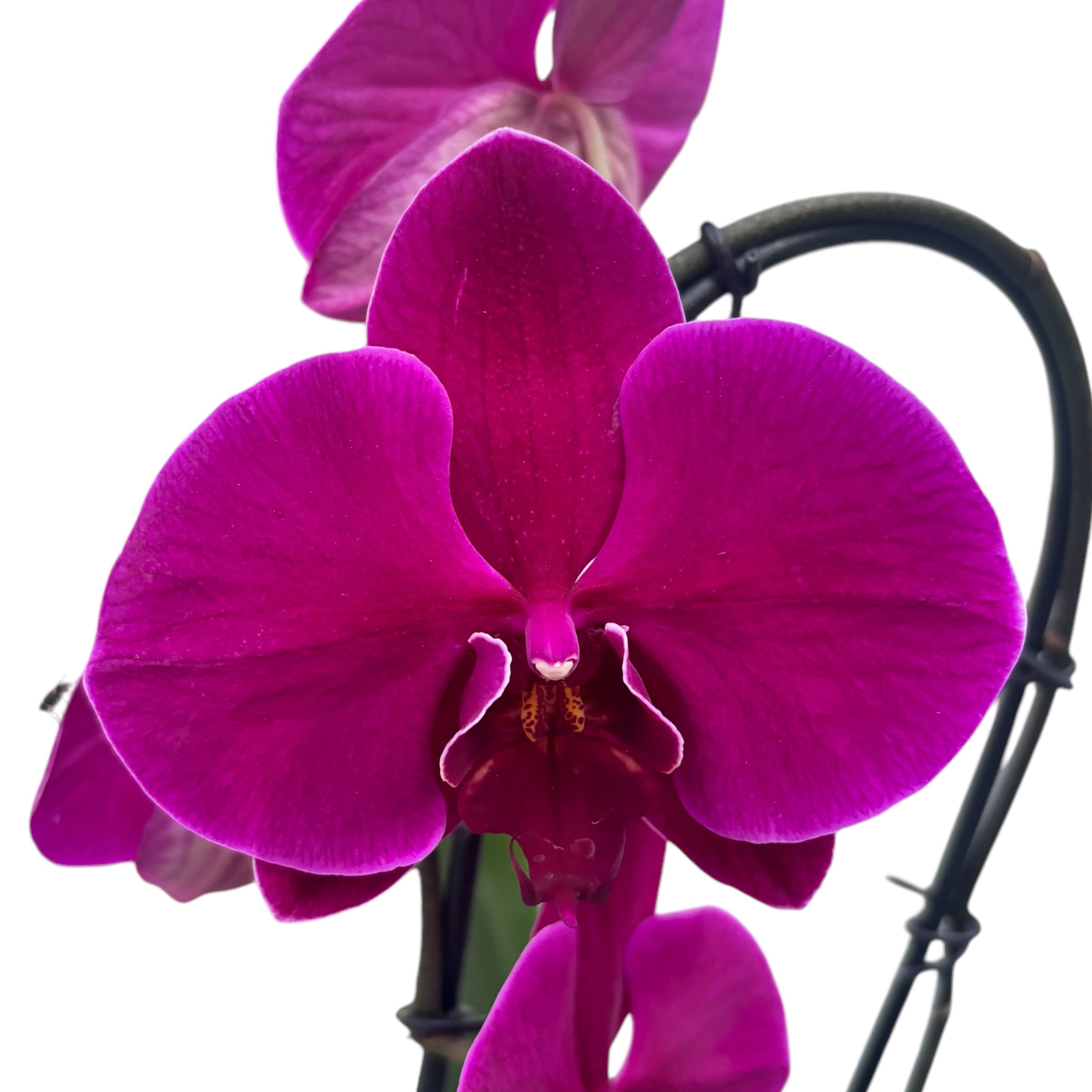 Phalaenopsis Flamingo (bloemen XL)