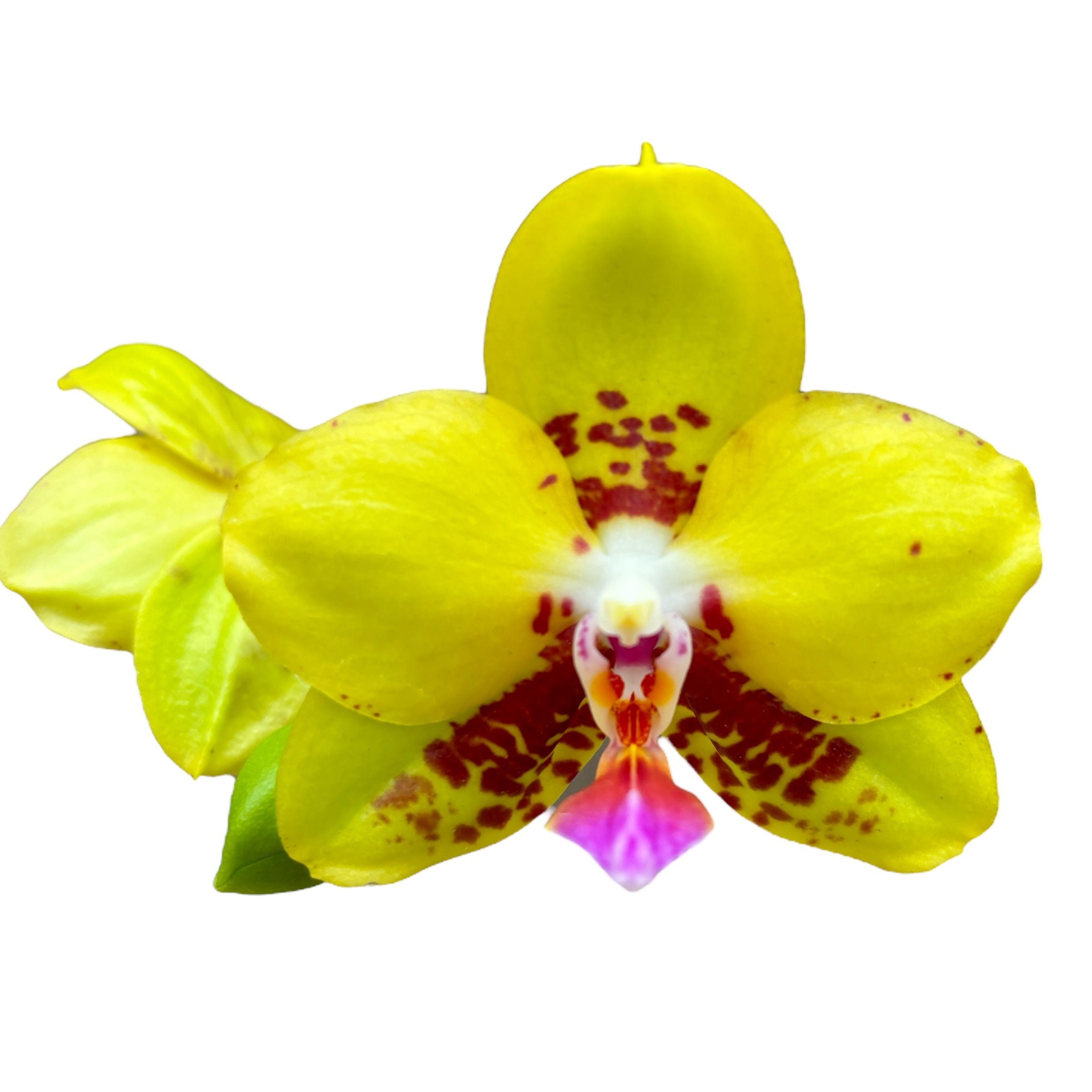 Phalaenopsis Summer Lady