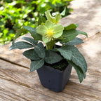 Helleborus lividus ‘White Marble’ – trandafirul de iarna cu frunzis marmorat si flori elegante