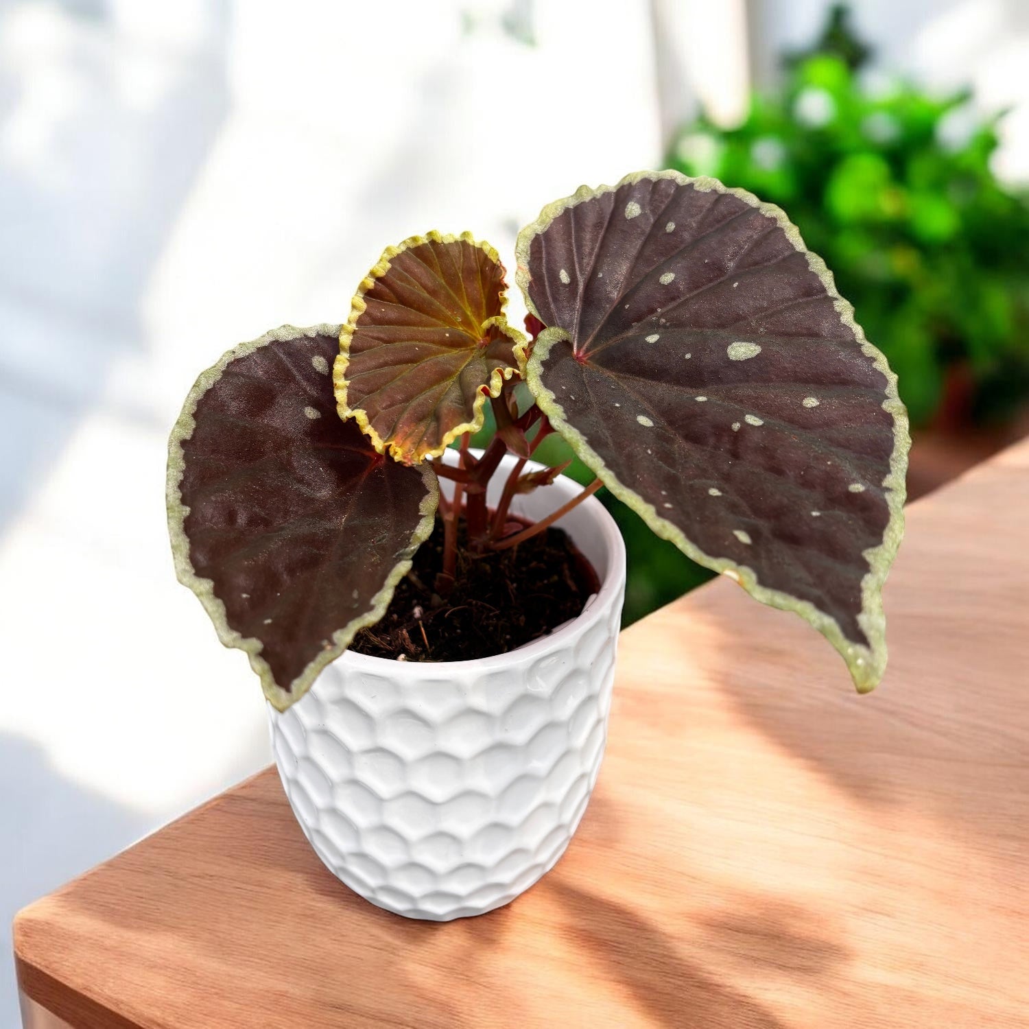 Begonia darthvaderiana ‘Green Spots’ – den tropiska juvelen med sammetslena blad och lysande gröna fläckar