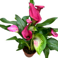 Zantedeschia ‘Zazu’ (Cale roz)