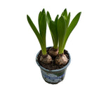 Zambile albe - Hyacinthus orientalis 'Pearl White' D12