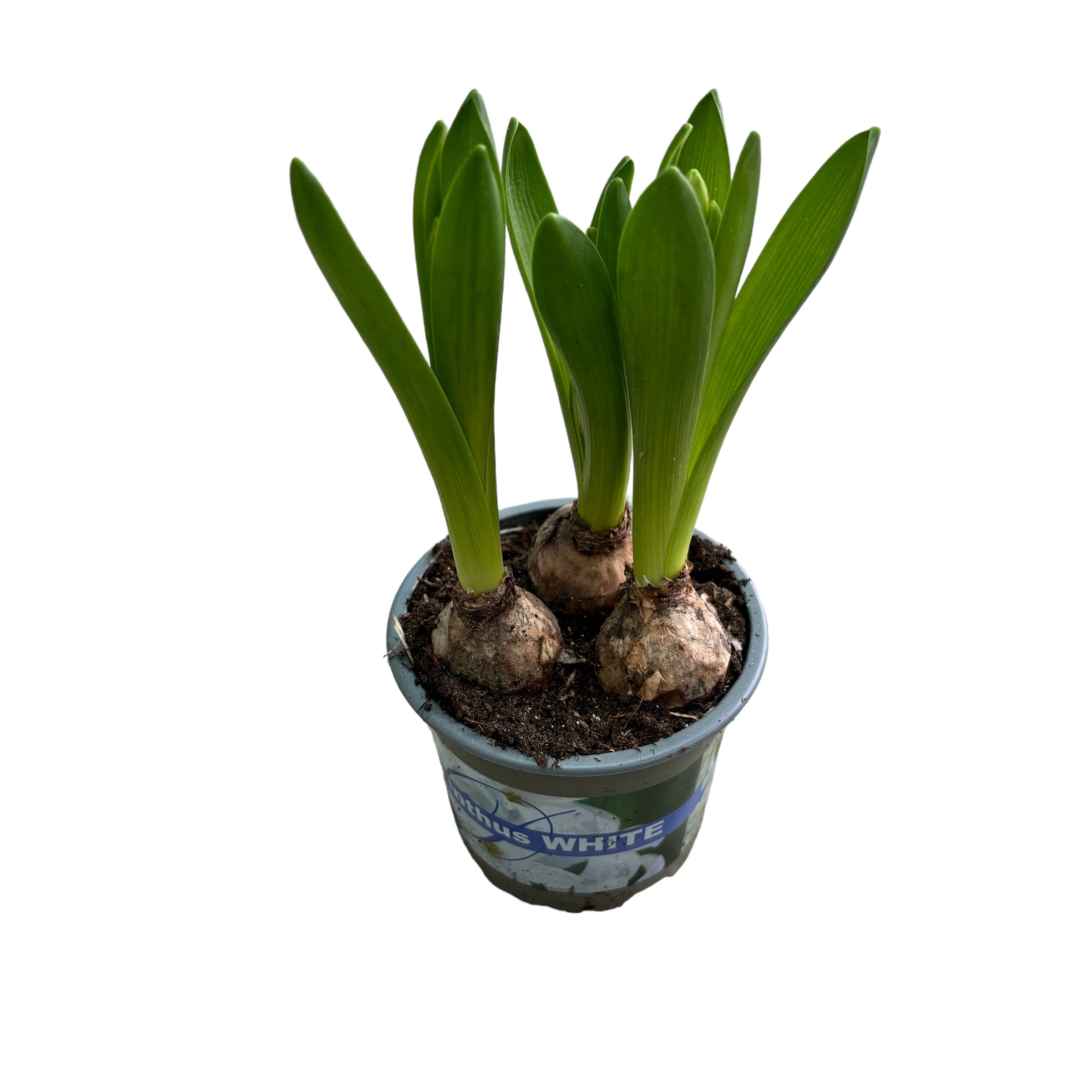 Zambile albe - Hyacinthus orientalis 'Pearl White' D12