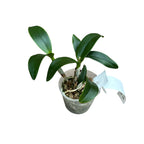 Epicatanthe Hsiang Yu Gold Coast 'Fireworks' - doftande