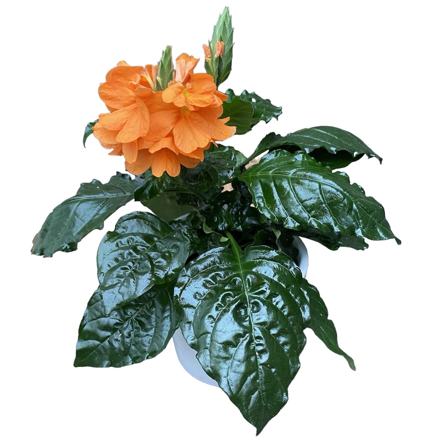 Crossandra infundibuliformis – de vuurbloem met overvloedige bloei