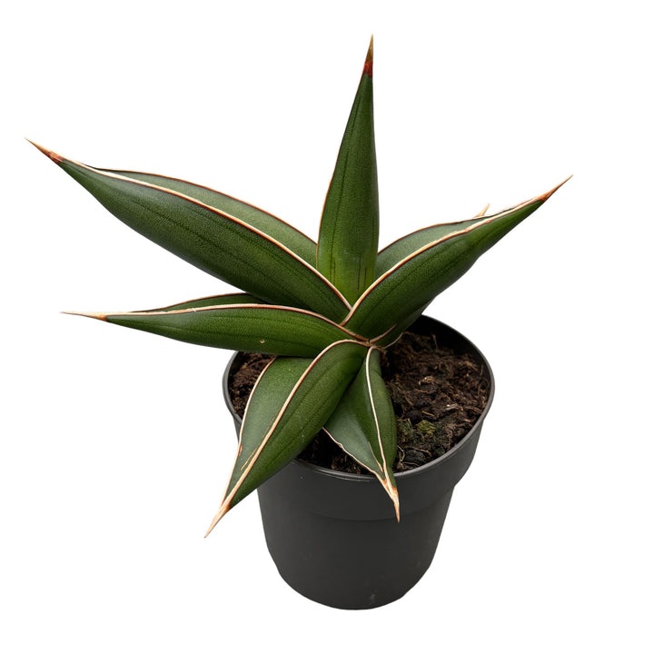 Sansevieria Almond jade