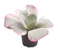 Kalanchoe Thyrsiflora Arc-en-ciel