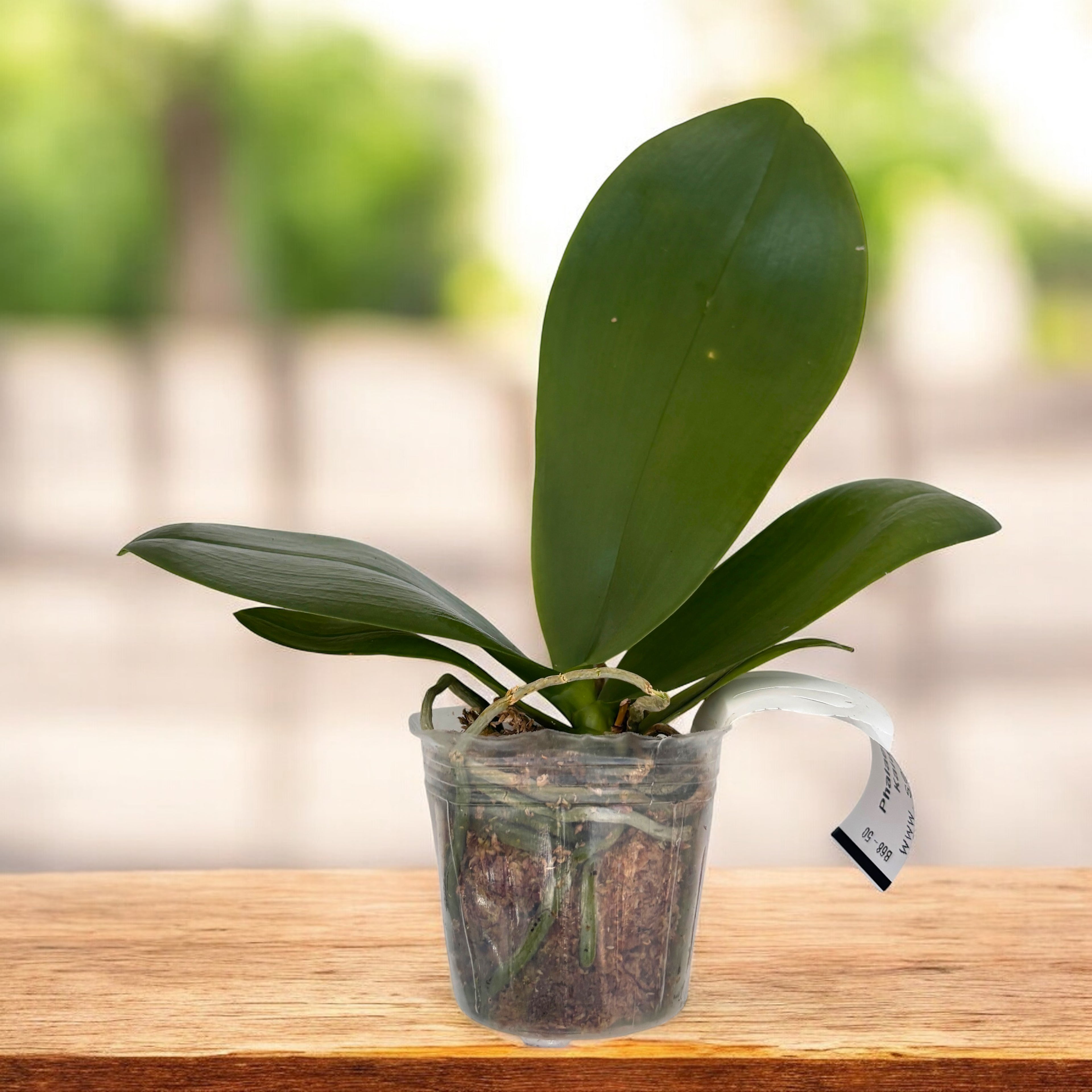 Phalaenopsis Meidarland Kaiulani 'Fashion' - parfumata