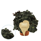 Begonia blad Magic Colours 'Dark Mambo'