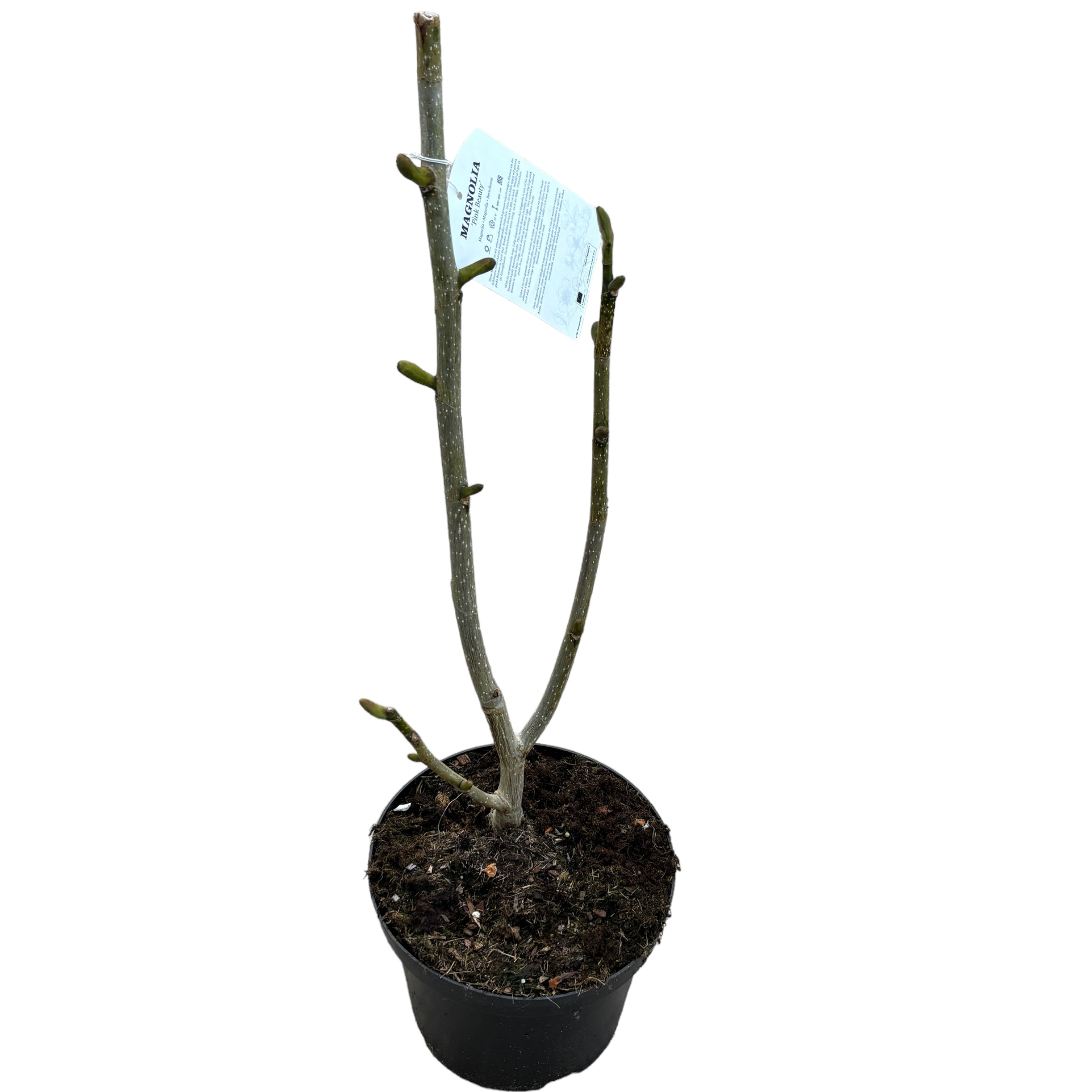 Magnolia 'Pink Beauty'