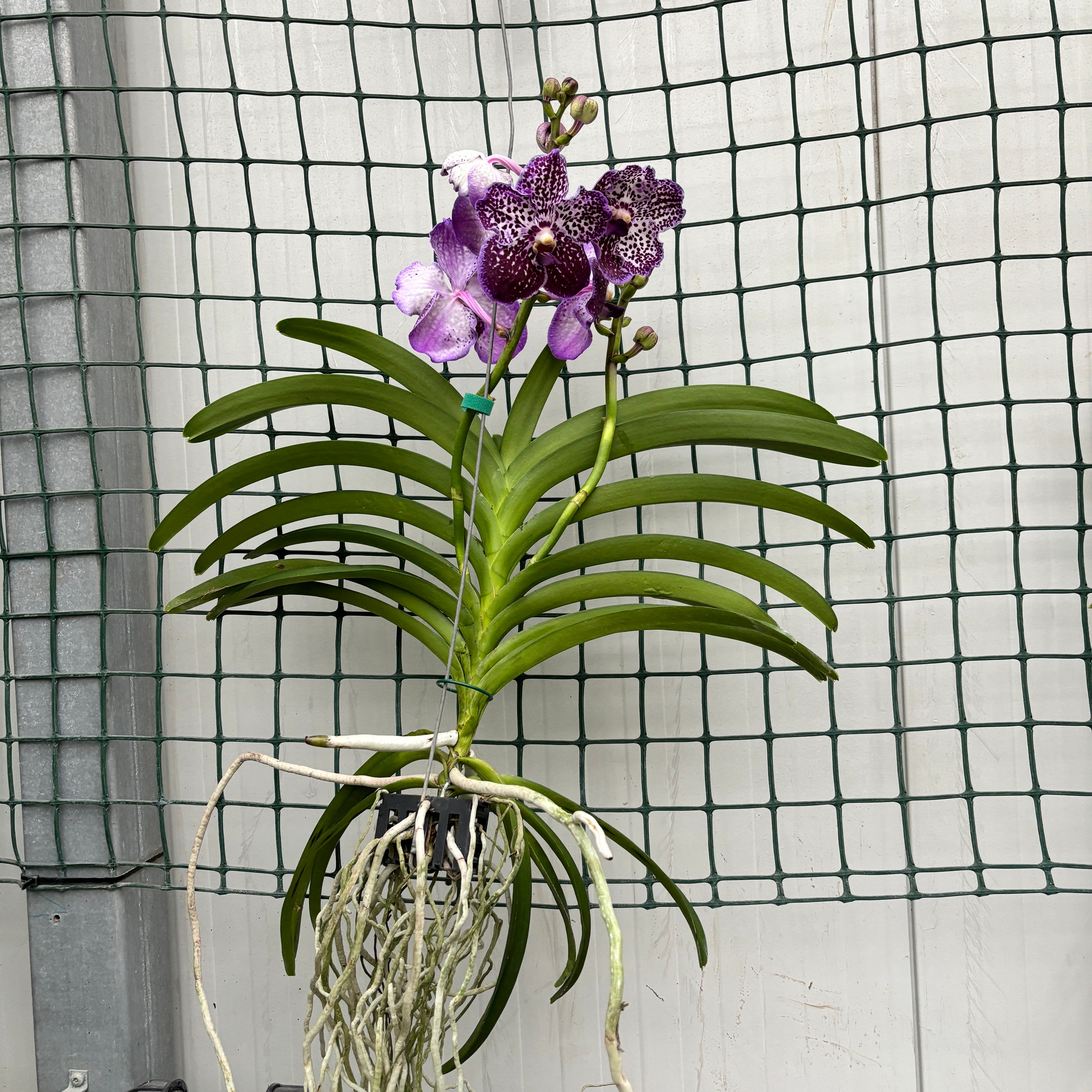 Vanda Sunanda Jeff Leatham (ANSU)