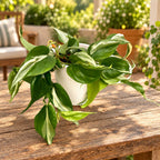 Philodendron hederaceum 'Rio'