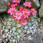 Sempervivum arachnoideum (planta urechelnita) D9