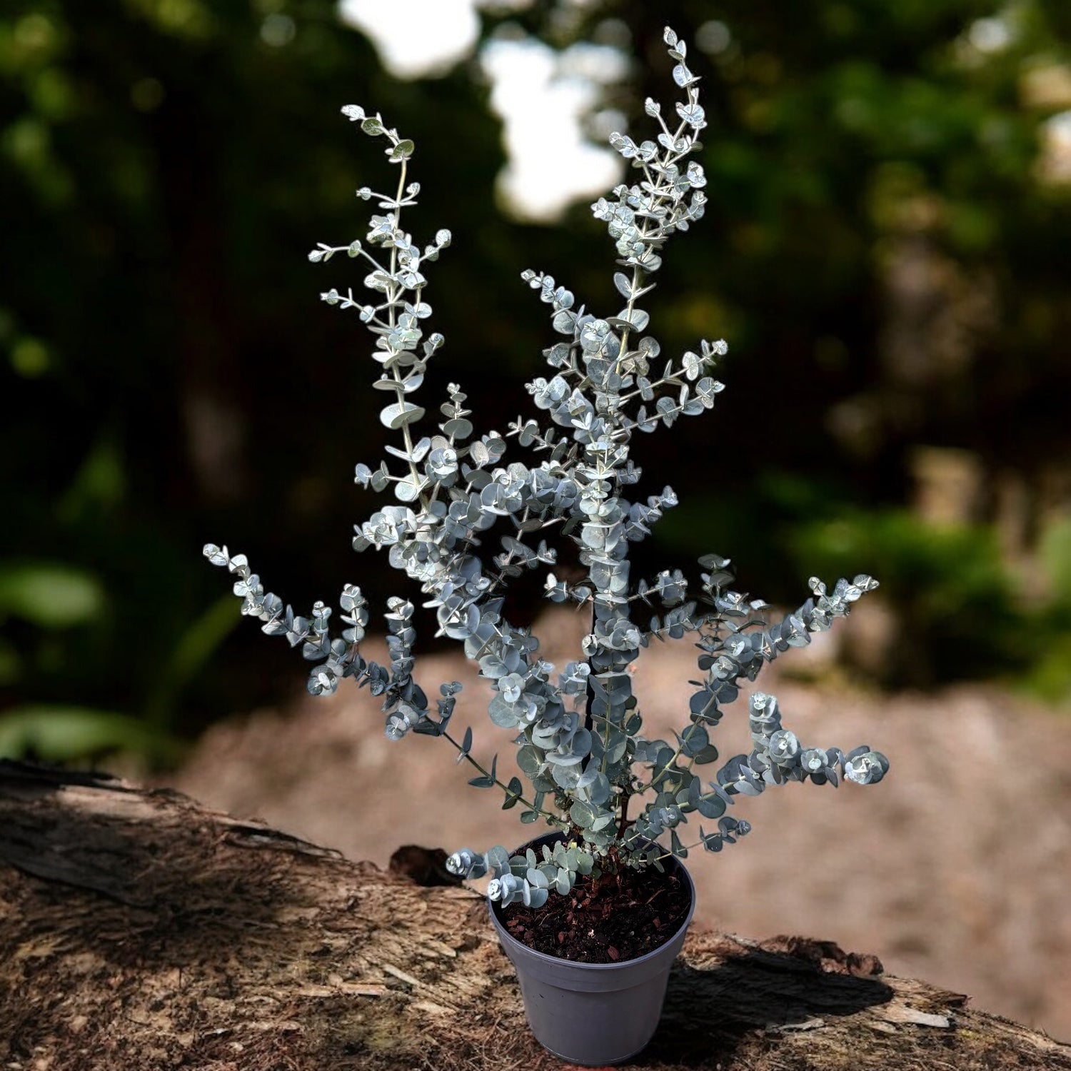 Eucalipt - Eucalyptus gunnii D16