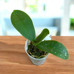 Phalaenopsis stuartiana var. nobilis profumata