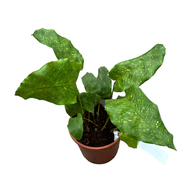 Calathea Musaica-Netzwerk