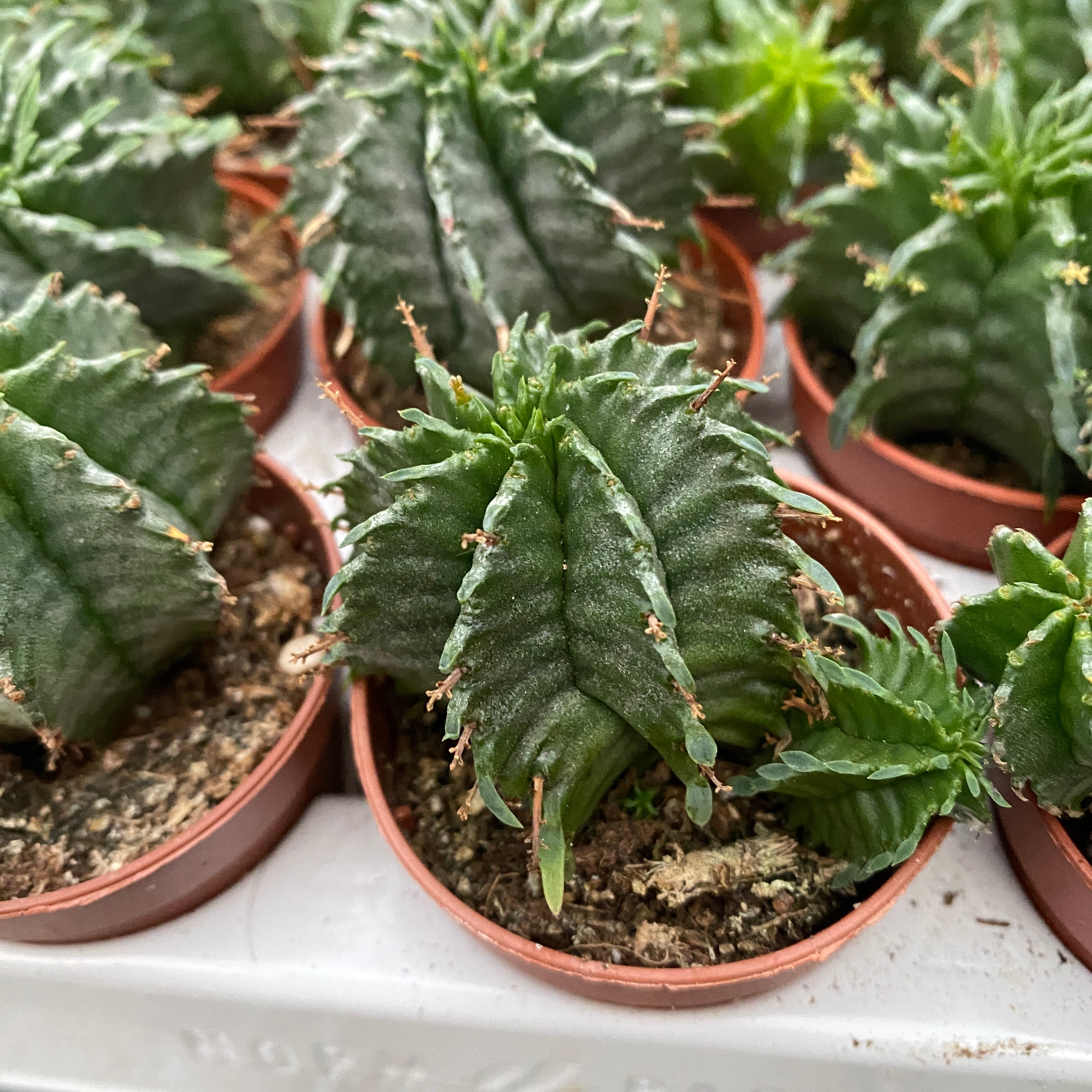 Euphorbia horrida v. striata alba