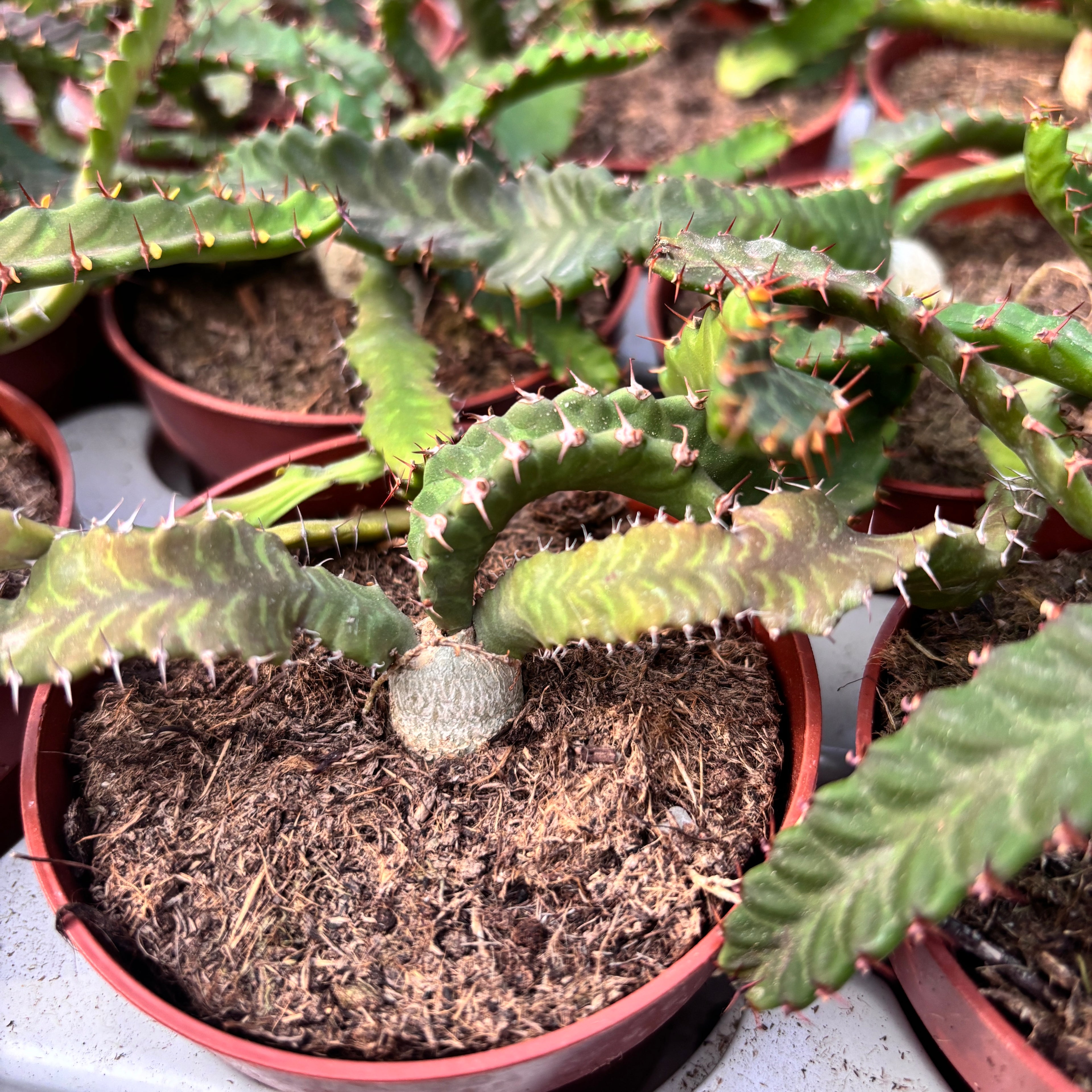 Euphorbia stellata (caudex) D9