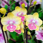 Phalaenopsis Long Pride Kris