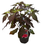 Hibiscus moscheutos Carousel „Pink Passion“ – Gartenhibiskus mit riesigen rosa Blüten