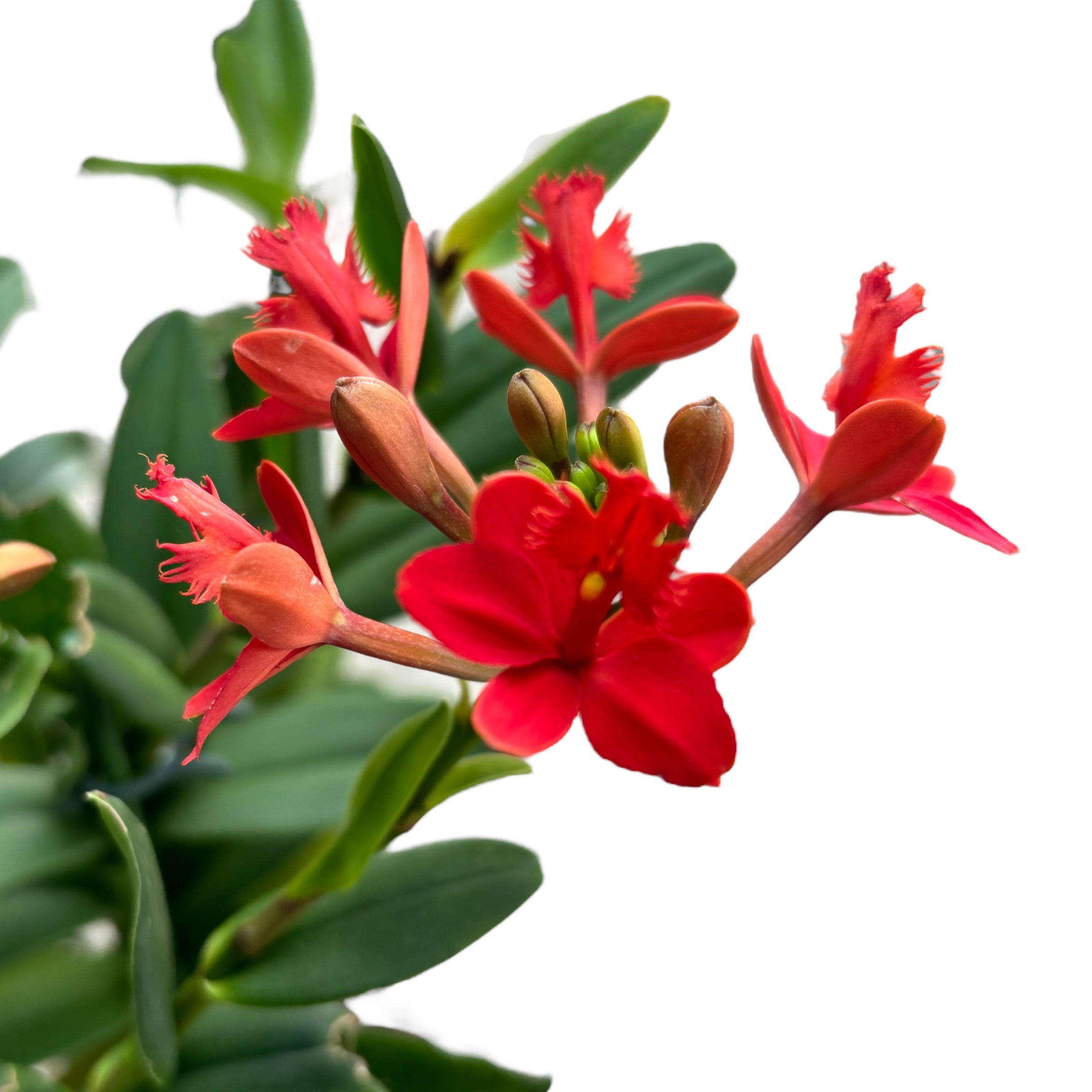 Epidendrum radicans 'Red' (XL specimens)