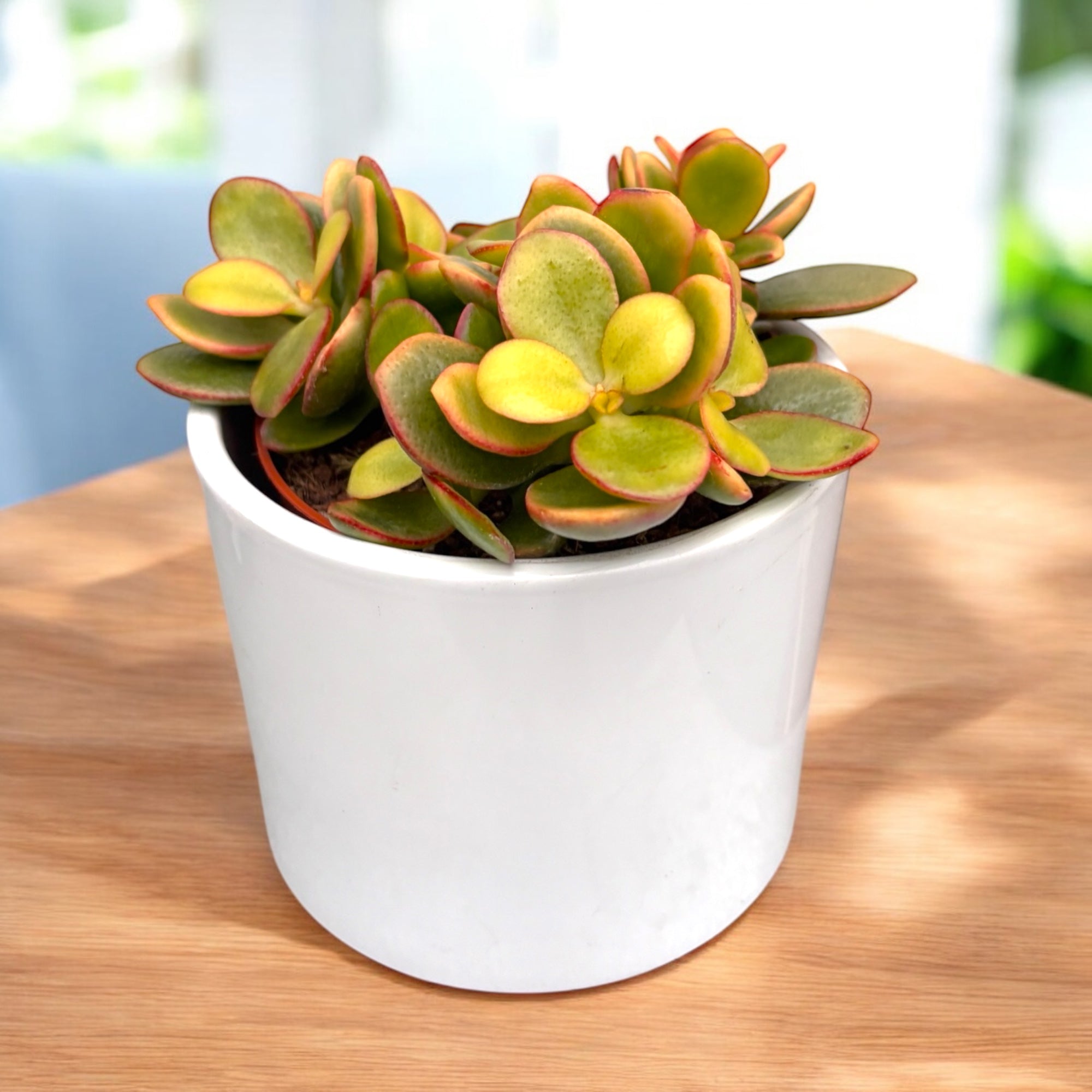 Crassula ovata ‘Indian Summer’ – arborele de jad cu frunzis compact si nuante calde