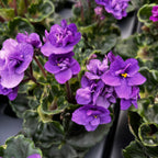 Saintpaulia Rococo Purple - Violete de Parma cu flori duble