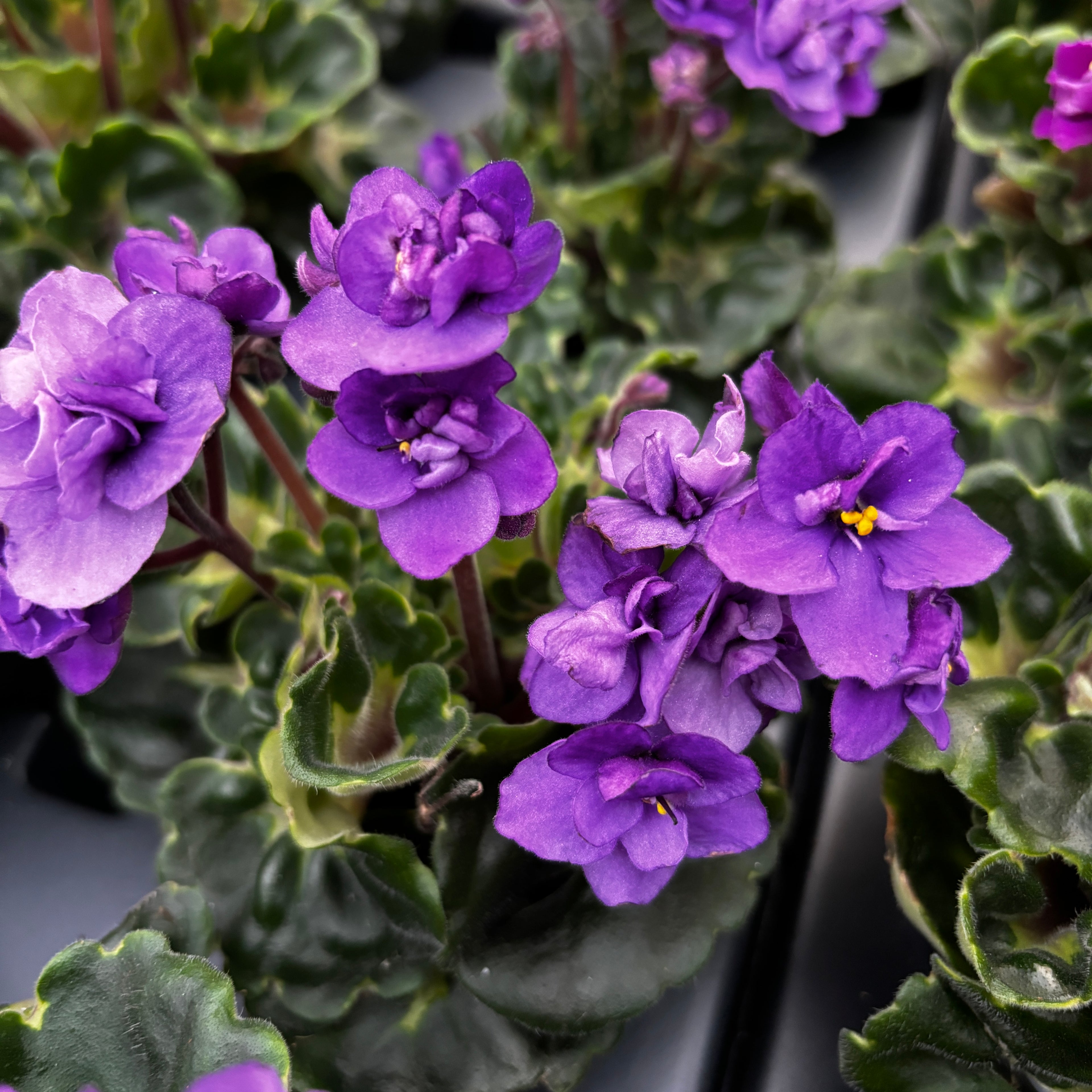 Saintpaulia Rococo Purple - Violete de Parma cu flori duble