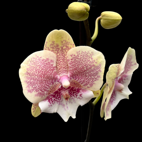 Phalaenopsis 'Limited #18' big lip