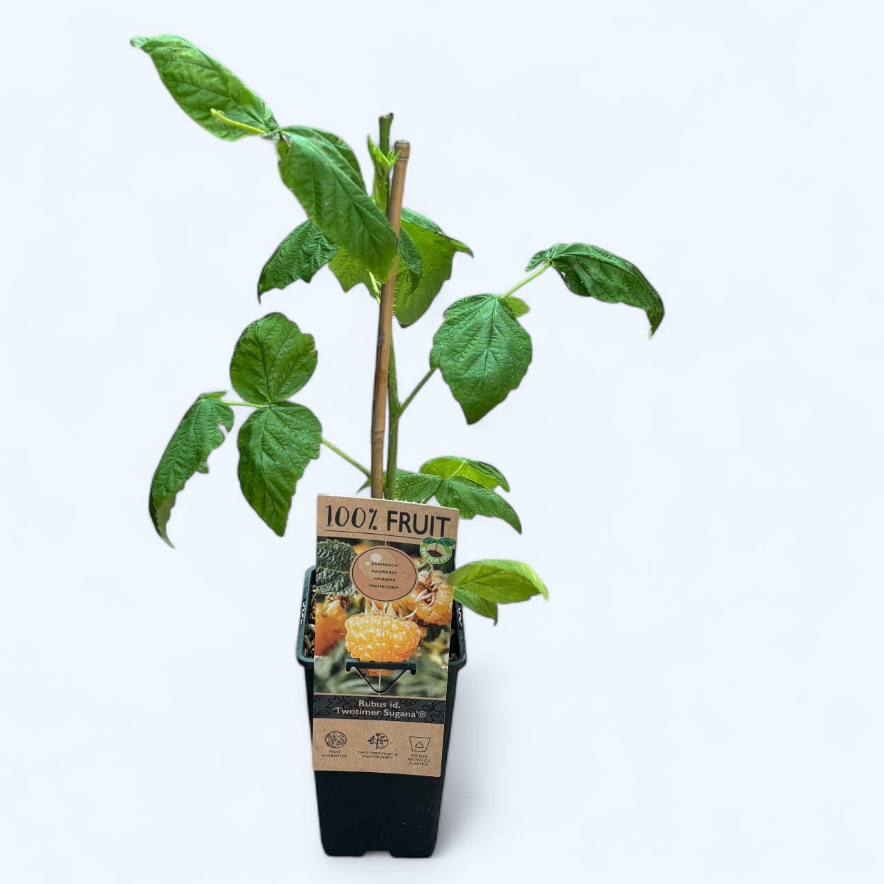 Zmeur cu 2 productii - Rubus Idaeus TwoTimer 'Sugana Yellow'