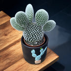 Opuntia microdasys albata ‘Bunny Ears’ (urechi de iepure)