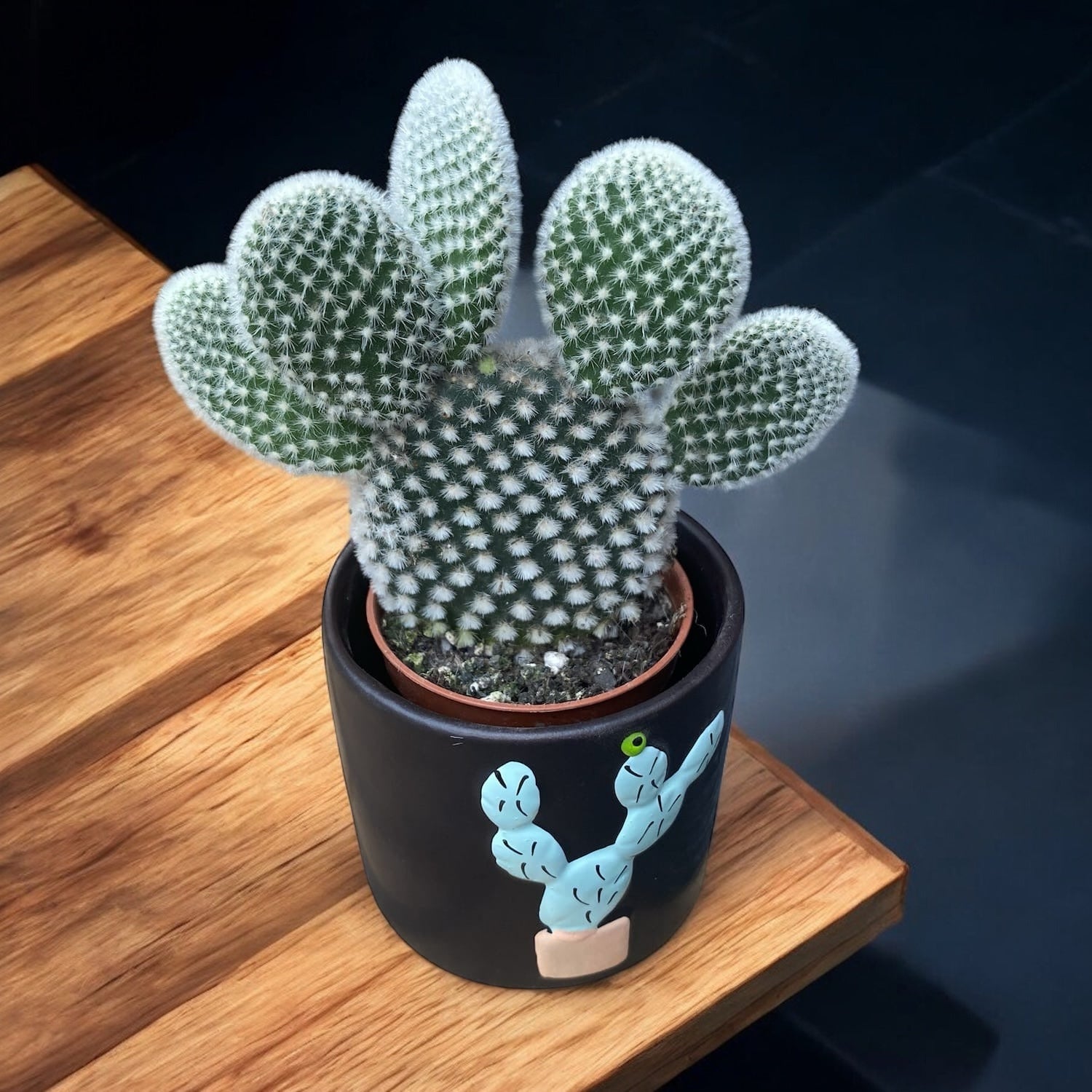 Opuntia microdasys albata ‘Bunny Ears’ (urechi de iepure)