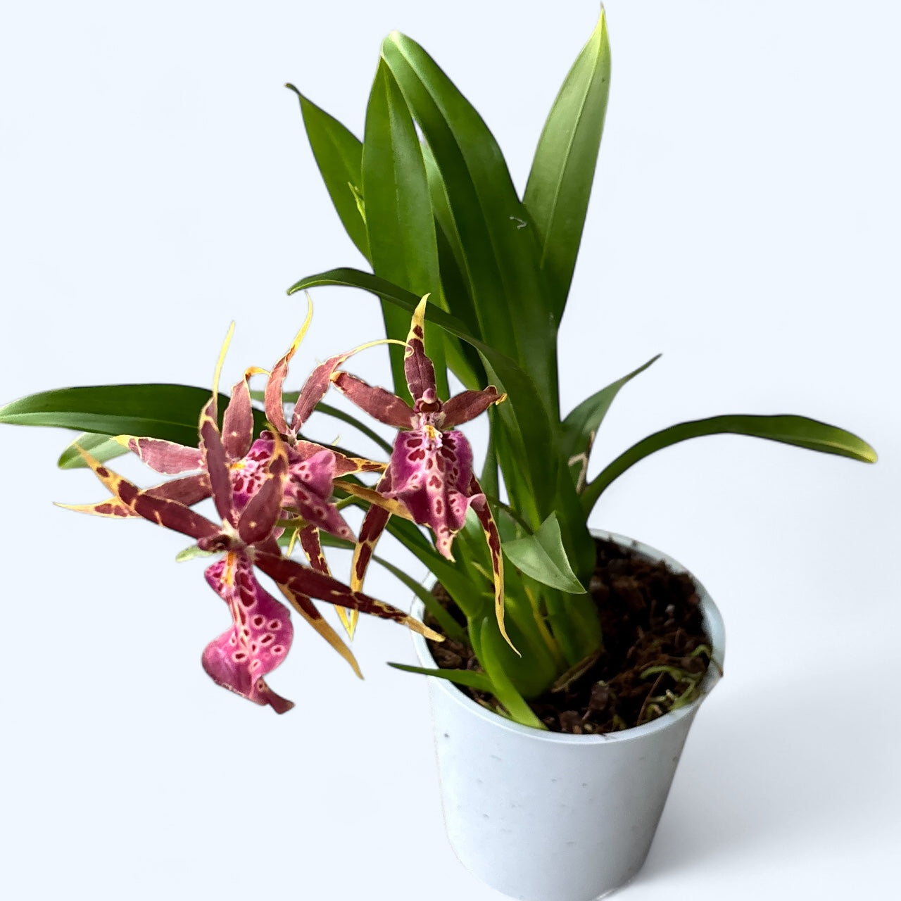 Bratonia Olmec parfumée