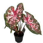 Caladium 'Carolyn Whorton'