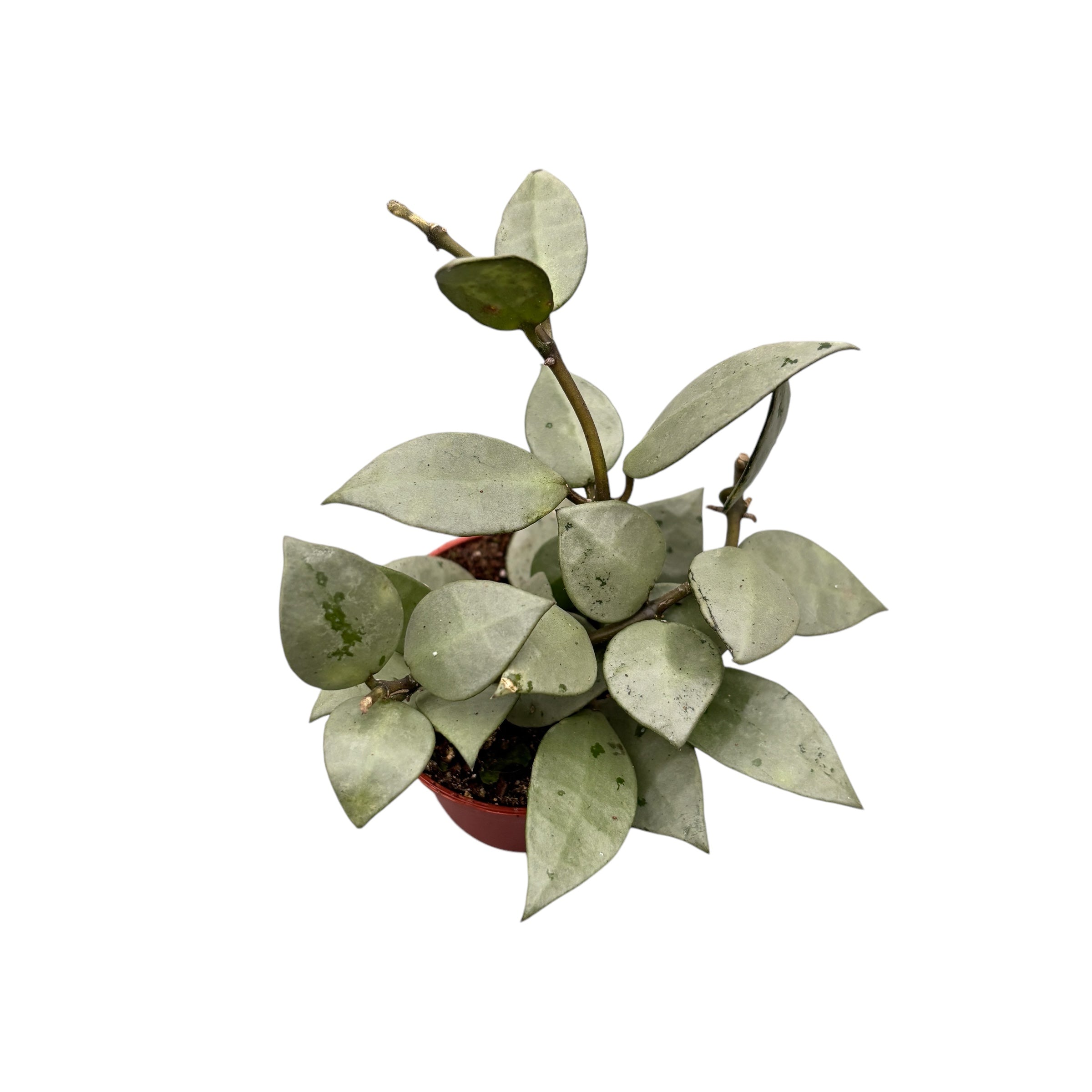 Hoya krohniana 'Eskimo' D6 (2-3 plante/pot)