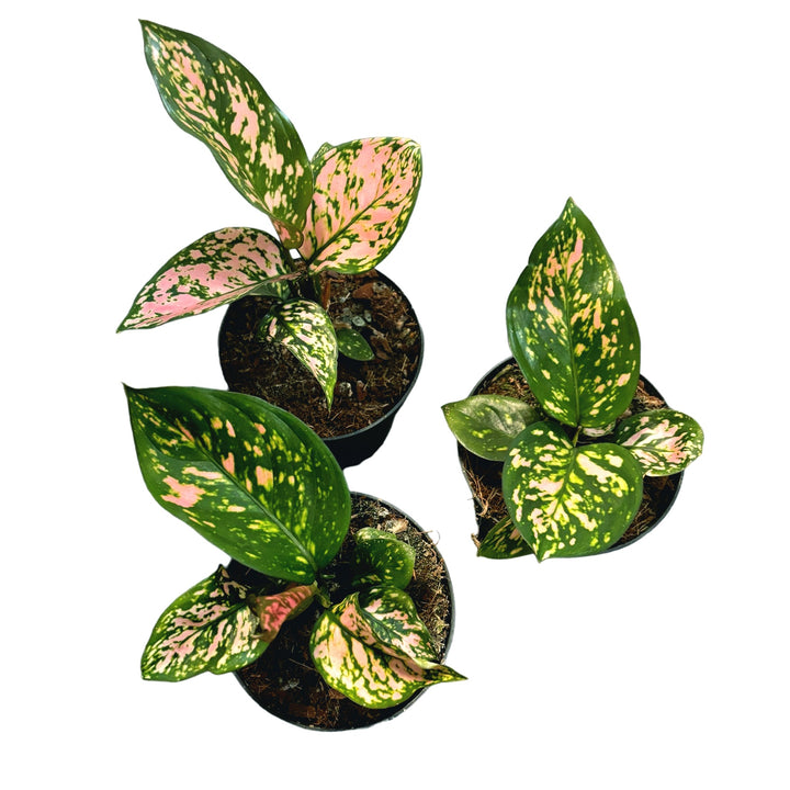 Aglaonema Hawkeye