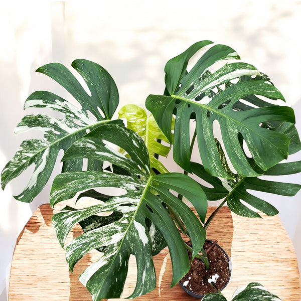 Monstera deliciosa 'Variegata' D17 - exemplare XL