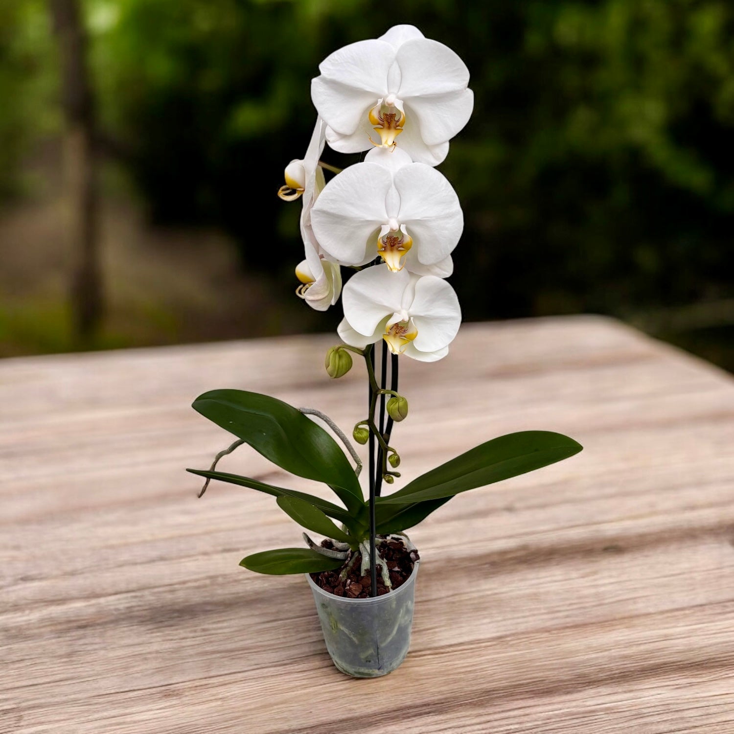 Phalaenopsis Sogo Yukidian 'V3' (Formidablo) – Secret Garden Plant