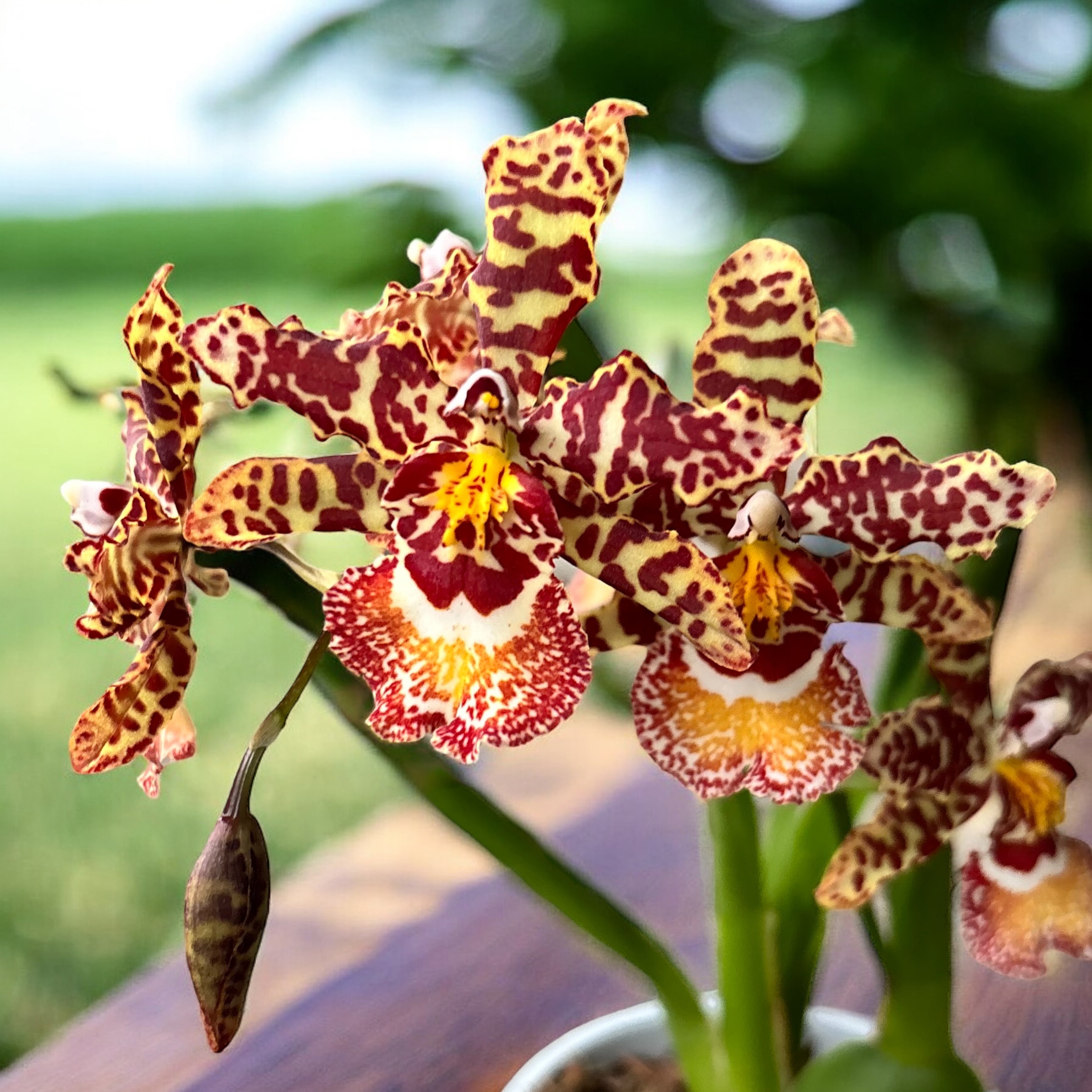 Hybride d'Odontocidium #01