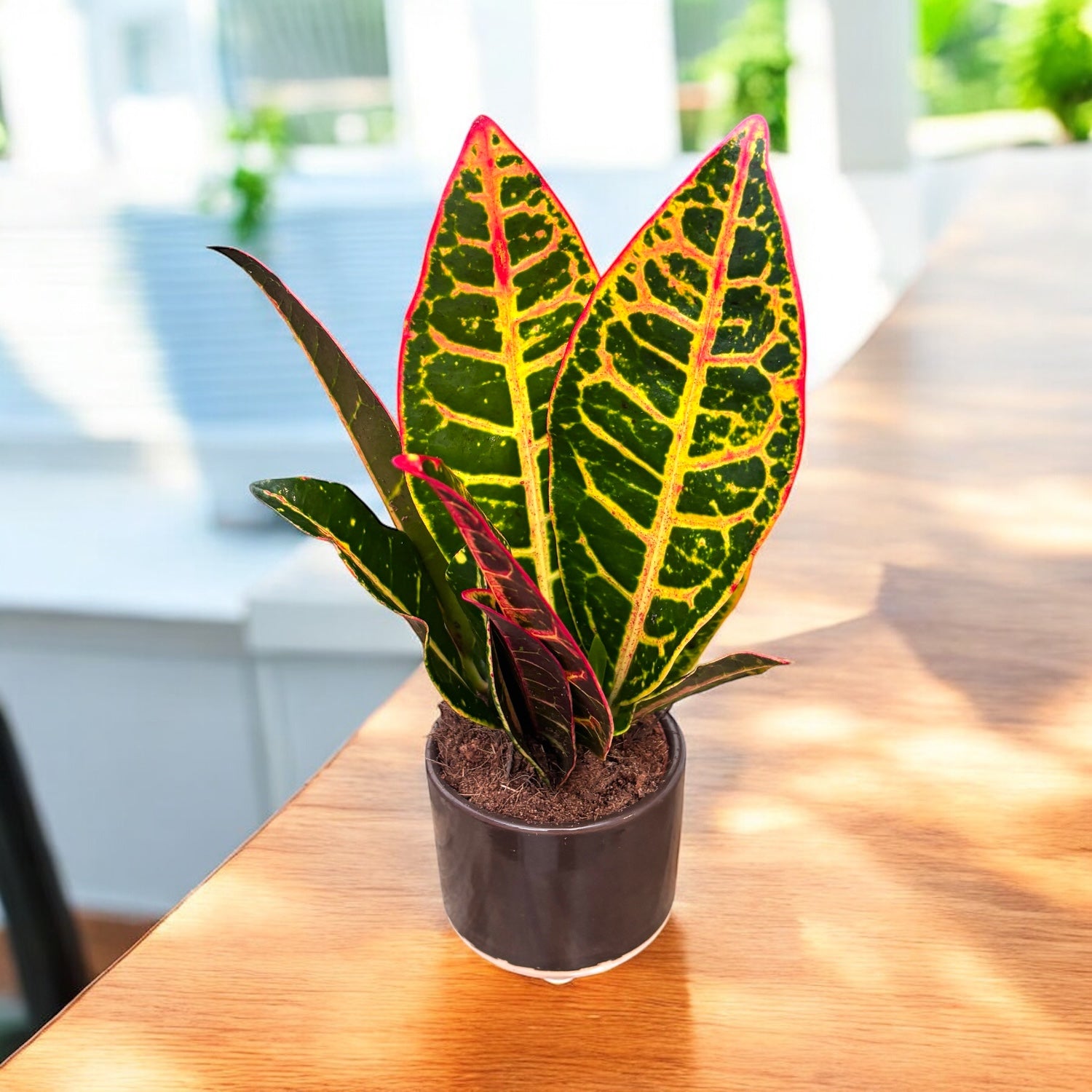 Croton Codiaeum 'Petra' *babyplant