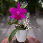 Cattleya Purple Doll 'Midnight Velvet' - fiori intensamente profumati