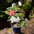 Bonsai Rhododendron ‘Matsunami’ -  Azalee japoneza cu flori 3 culori