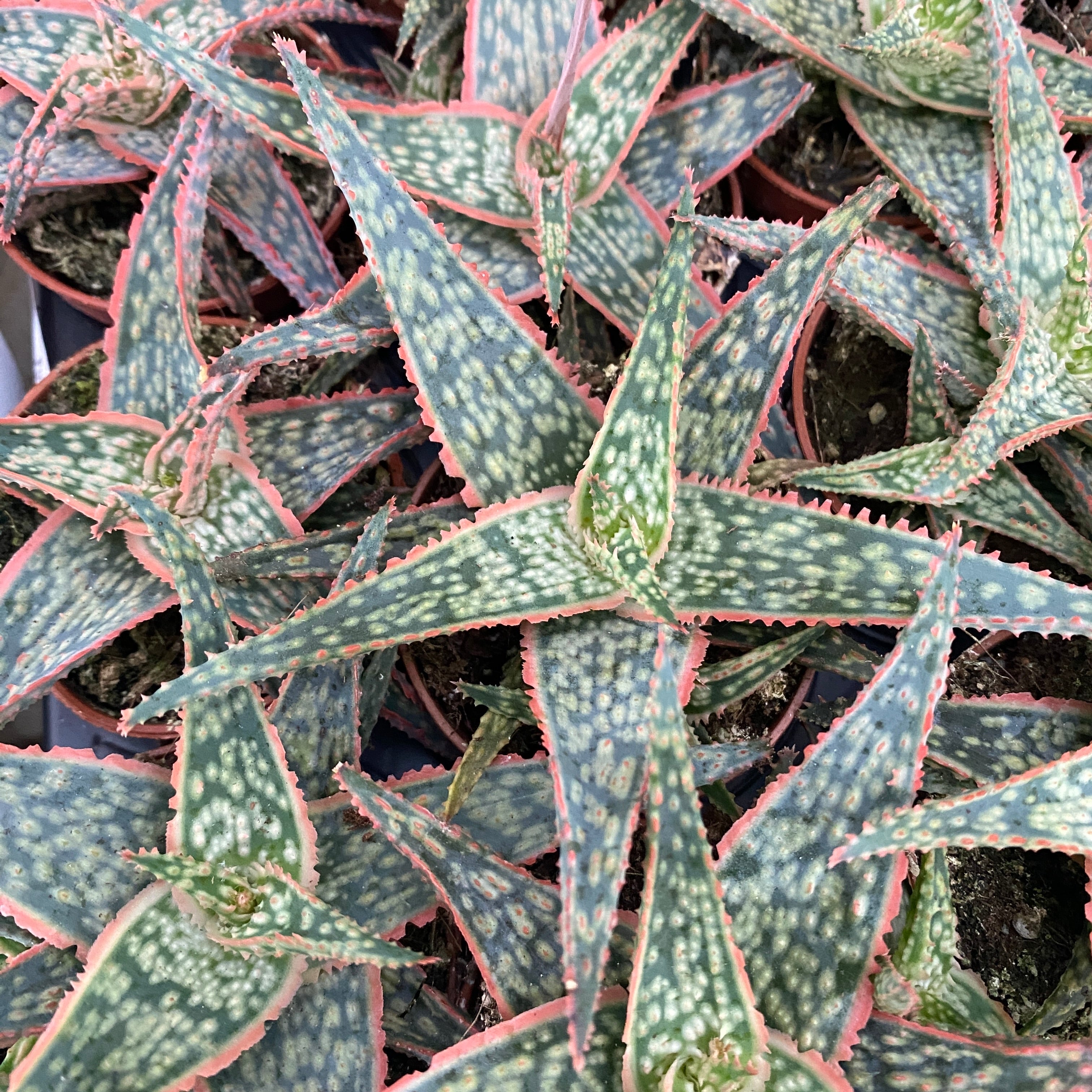 Aloe Christmas Carol D5