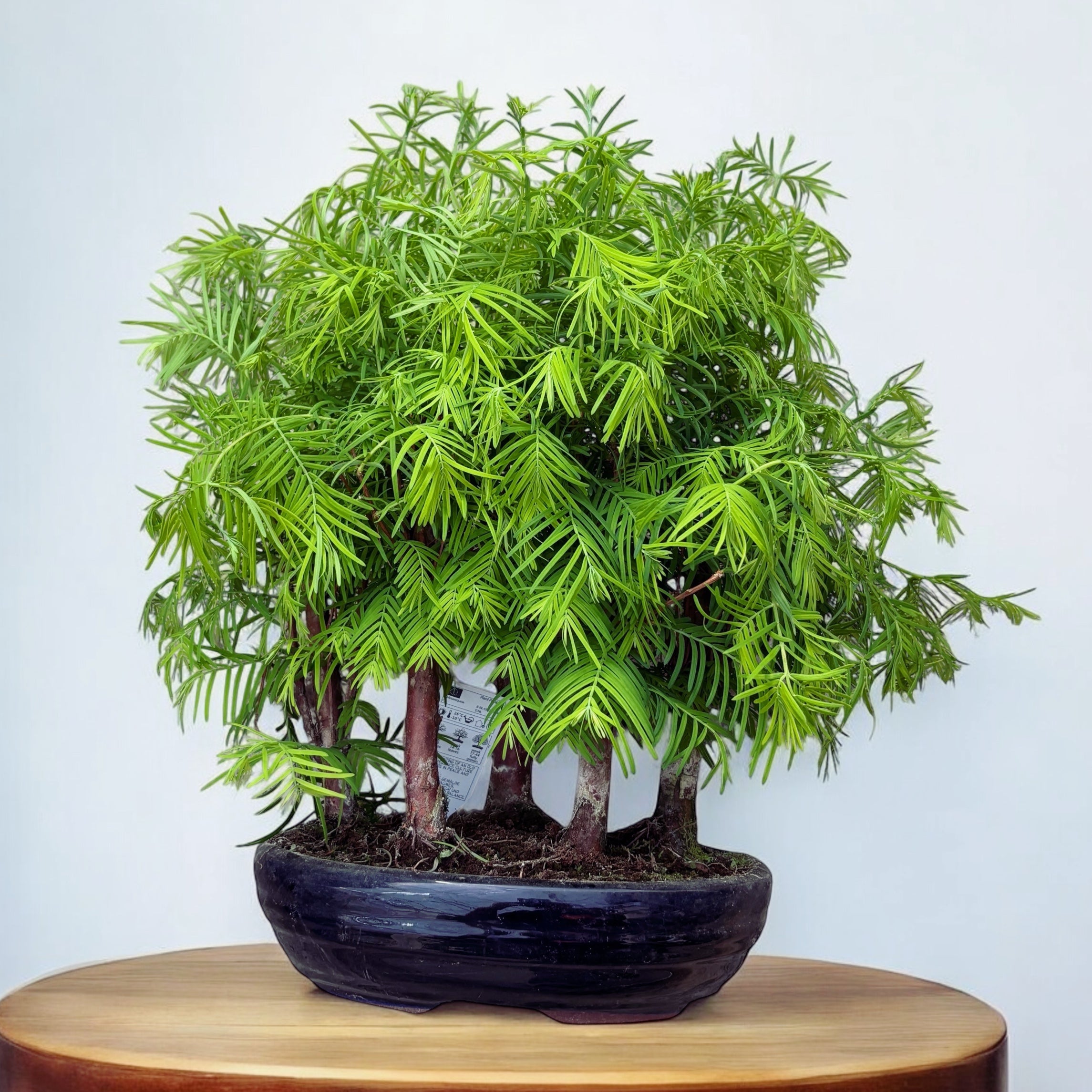 Bonsai Metasequoia forest