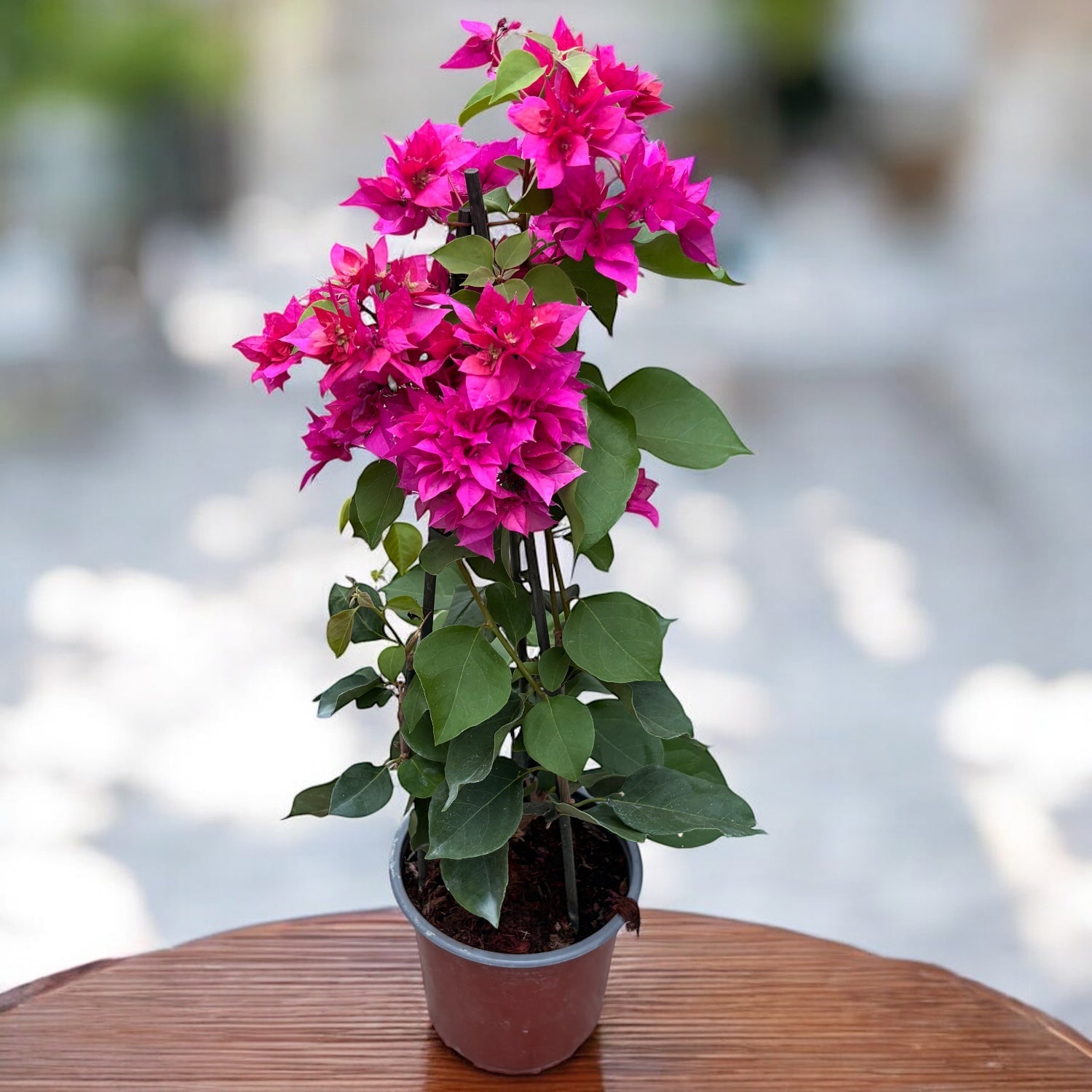 Bougainvillea cu flori duble - Bougainvillea dobrada 'Pink' (roz-ciclam)